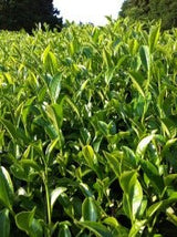 Mitocha NR005: Aged, Sun-dried Kamairicha Bancha 天日干し釜炒りばん茶 - tokinari.live