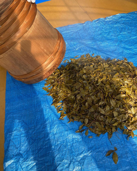 Mitocha NR006: Makibi Kancha Firewood Winter Green Tea (Aged) 薪火寒茶 - tokinari.live