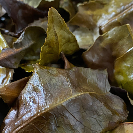 Mitocha NR006: Makibi Kancha Firewood Winter Green Tea (Aged) 薪火寒茶 - tokinari.live