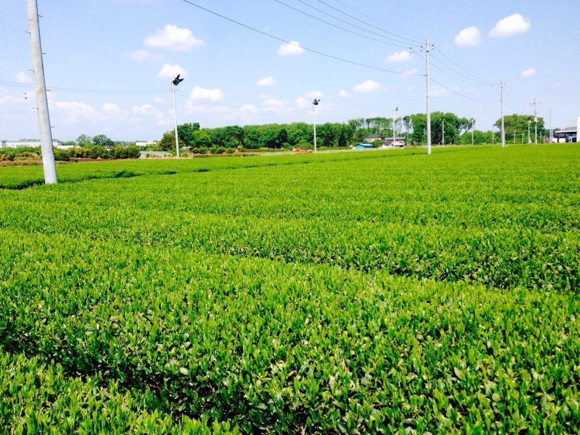 Morita Tea Garden #04: 2022 Sayama Karigane (Premium Stem Tea) 雁が音 - tokinari.live