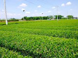 Morita Tea Garden #04: 2022 Sayama Karigane (Premium Stem Tea) 雁が音 - tokinari.live