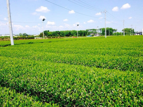 Morita Tea Garden #04: 2022 Sayama Karigane (Premium Stem Tea) 雁が音 - tokinari.live