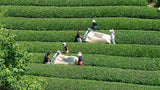 Nakai Tea Farm: Premium Yabukita Sencha from Wazuka Kyoto. Grown Without Pesticides - tokinari.live