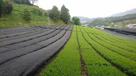 Nakai Tea Farm: Yabukita Kabusecha from Wazuka, Kyoto. Grown Without Pesticides - tokinari.live