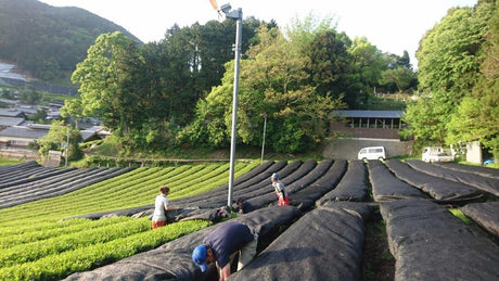 Nakai Tea Farm: Yabukita Kabusecha from Wazuka, Kyoto. Grown Without Pesticides - tokinari.live
