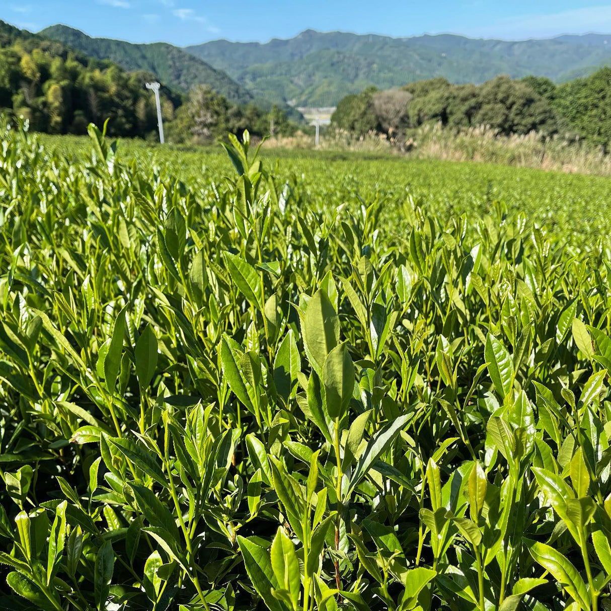 NaturaliTea #10: 2022 Kukicha Midori, Stem Tea - tokinari.live