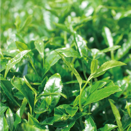 NaturaliTea #18: 2022 Organic Premium Kabuse Sencha 有機一番摘み煎茶: 冠(かぶせ)茶 - tokinari.live