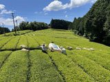 NaturaliTea: Genmaicha Brown Rice Green Tea, Grown Pesticide Free 無農薬茶：玄米茶 - tokinari.live
