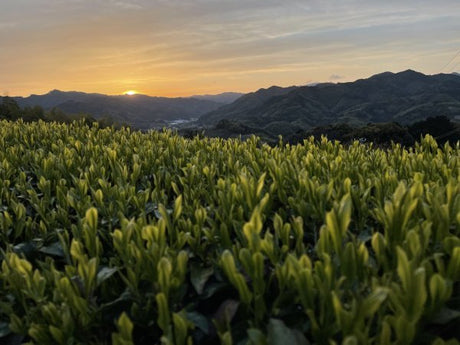 NaturaliTea: Genmaicha Brown Rice Green Tea, Grown Pesticide Free 無農薬茶：玄米茶 - tokinari.live