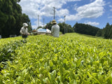 NaturaliTea: Genmaicha (Brown Rice Green Tea) with Matcha, Grown Pesticide Free 抹茶いり玄米茶 - tokinari.live