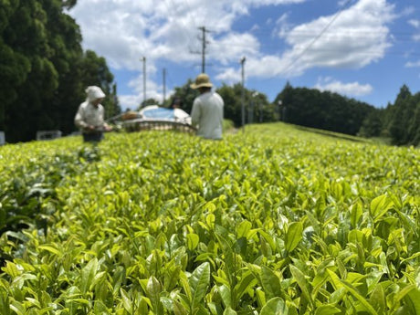 NaturaliTea: Genmaicha (Brown Rice Green Tea) with Matcha, Grown Pesticide Free 抹茶いり玄米茶 - tokinari.live
