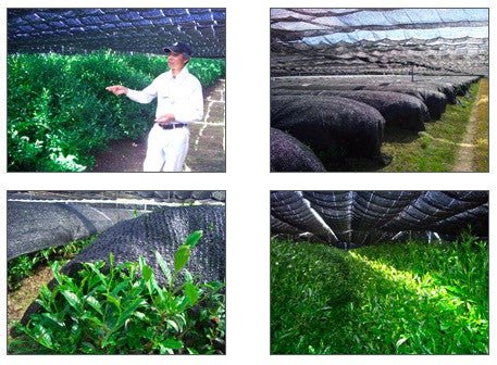 Nishide Premium Selection: Gyokuro Samidori by The Nishikawa Tea Farm 宇治田原西川茶園製玉露さみどり - tokinari.live