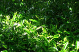 Nishide Premium Selection: Gyokuro Samidori by The Nishikawa Tea Farm 宇治田原西川茶園製玉露さみどり - tokinari.live