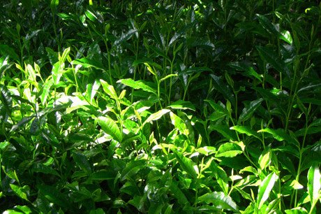 Nishide Premium Selection: Gyokuro Samidori by The Nishikawa Tea Farm 宇治田原西川茶園製玉露さみどり - tokinari.live
