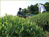 Obubu: 2022 Sencha of the Spring Sun - tokinari.live