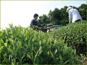 Obubu: 2022 Sencha of the Spring Sun - tokinari.live