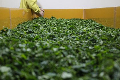 Ogura Tea Garden: Yabukita Wakocha First Flush Black Tea from Ashigara, Kanagawa 足柄産のやぶきた紅茶 - tokinari.live