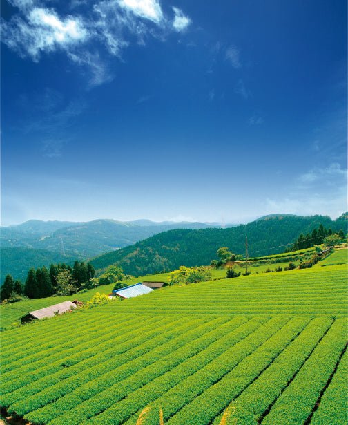 Osada Tea: Organic Kamairicha Ichouka (Withered, Pan-Fired Green Tea) From Shizuoka, Zairai 有機釜炒り茶 - tokinari.live