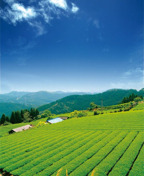 Osada Tea: Organic Kamairicha Ichouka (Withered, Pan-Fired Green Tea) From Shizuoka, Zairai 有機釜炒り茶 - tokinari.live