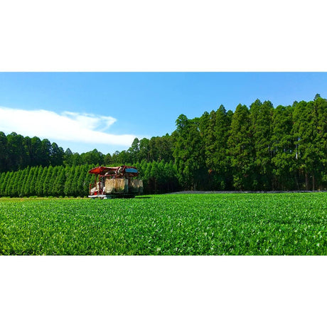 Sueyoshi Tea Atelier #001: 2022 "Furusato no Hana" Saemidori Fukamushi Kabusecha from Kagoshima 末吉銘茶 郷里の華 さえみどり - tokinari.live