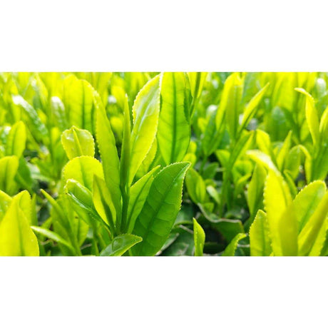 Sueyoshi Tea Atelier #001: 2022 "Furusato no Hana" Saemidori Fukamushi Kabusecha from Kagoshima 末吉銘茶 郷里の華 さえみどり - tokinari.live