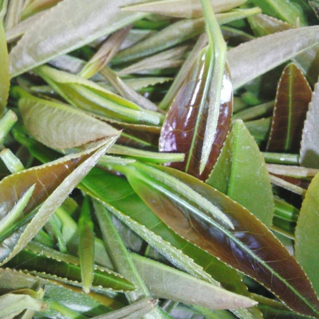 Tarui Tea Farm: 2022 Organic Sencha Chouseiden - Single Cultivar Shizu 7132 有機 長生殿 - tokinari.live