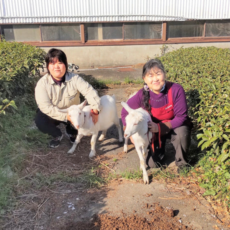 Tarui Tea Farm: 2022 Organic Sencha - Shurei, Elegant Beauty 有機 秀麗 - tokinari.live
