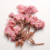 Tomiz: Salt-Pickled Sakura Blossoms (Japanese-grown) 桜花の塩漬 - tokinari.live