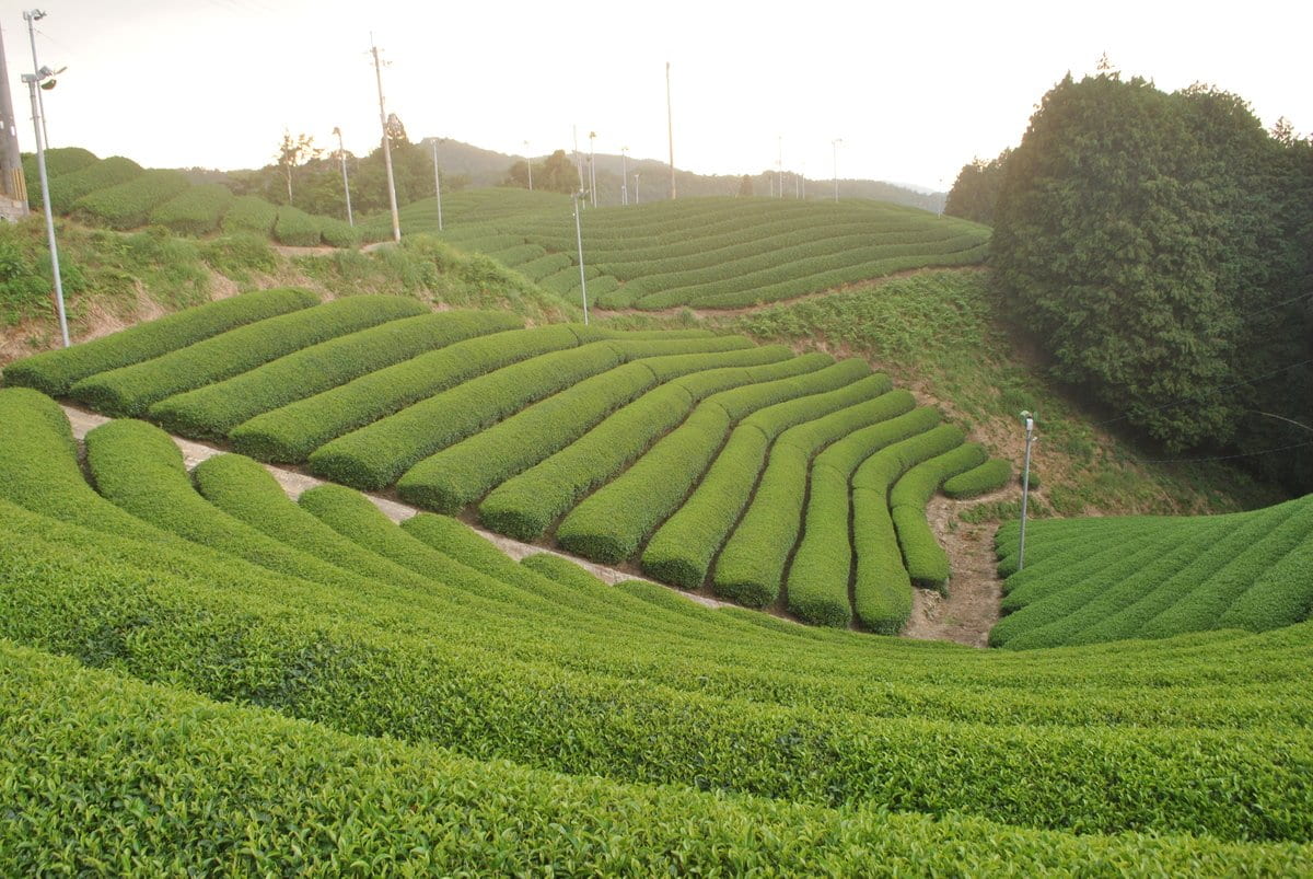 Uejima Tea Farm: Uji Matcha "Tempaku" 30g, (Uji Hikari/Samidori) Imperial Ceremonial Grade 京都宇治和束茶 抹茶 天伯 - tokinari.live