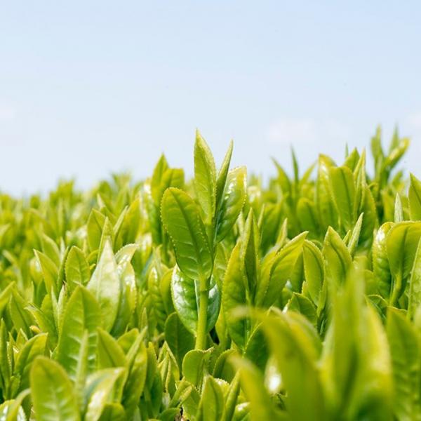 Wakoen Tea Farm: 2022 Kagoshima Fukamushicha - Kaori 和香園 深蒸し茶 薫 - tokinari.live