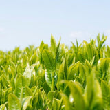 Wakoen Tea Farm: 2022 Kagoshima Fukamushicha - Takumi 和香園 深蒸し茶 匠 - tokinari.live