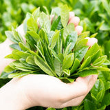 Wakoen Tea Farm: 2022 Kagoshima Fukamushicha - Yoh 和香園 深蒸し茶 陽 - tokinari.live