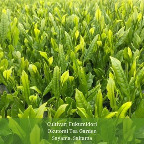 Withered Sencha Green Tea - #02 Fukumidori, Single Cultivar by Okutomi Tea Garden - tokinari.live