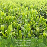 Withered Sencha Green Tea - #03 Hokumei, Single Cultivar by Okutomi Tea Garden - tokinari.live
