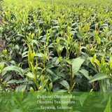Withered Sencha Green Tea - #04 Okuharuka, Single Cultivar by Okutomi Tea Garden - tokinari.live
