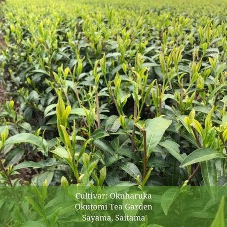 Withered Sencha Green Tea - #04 Okuharuka, Single Cultivar by Okutomi Tea Garden - tokinari.live