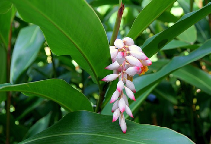 Yamane-en: Gettocha, Shell Ginger Leaves (Herbal, loose or tea bags) - tokinari.live