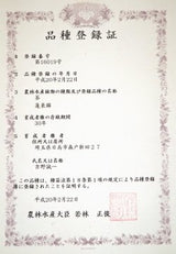 Yoshino Tea Garden: Horai Kincha Single Cultivar Sayama Golden Sencha Green Tea　蓬莱錦茶 - tokinari.live
