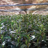 Yunomi Dojo Lesson 102: Shaded Teas - tokinari.live
