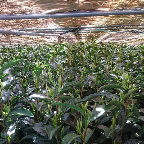 Yunomi Dojo Lesson 102: Shaded Teas - tokinari.live