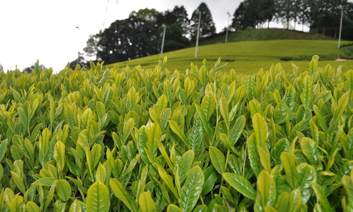 Zenkouen Tea Garden: #13 Yabukita Black Tea (JAS Organic) 有機栽培「わ」紅茶 - tokinari.live