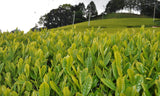 Zenkouen Tea Garden: #13 Yabukita Black Tea (JAS Organic) 有機栽培「わ」紅茶 - tokinari.live